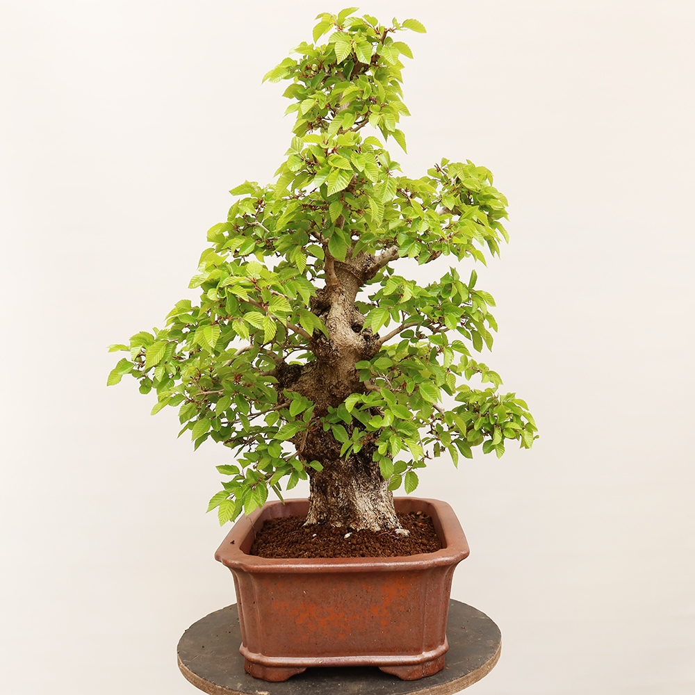 Outdoor bonsai - Carpinus Coreana - Korean hornbeam