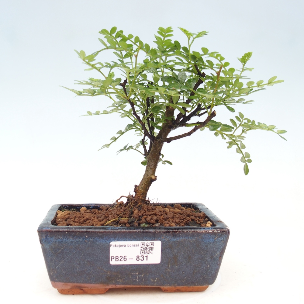 Room bonsai - Zantoxylum piperitum - pepper tree