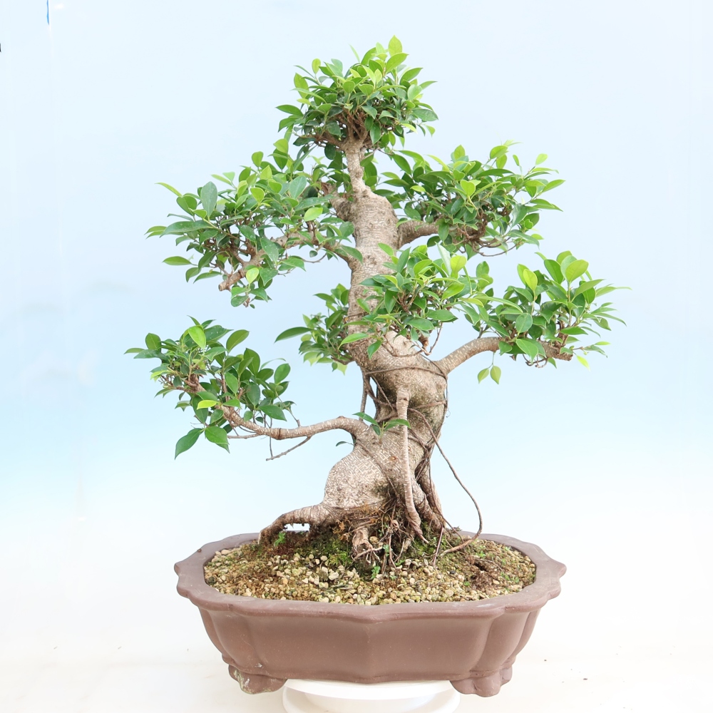 Room bonsai - Ficus kimmen - small-leaved ficus