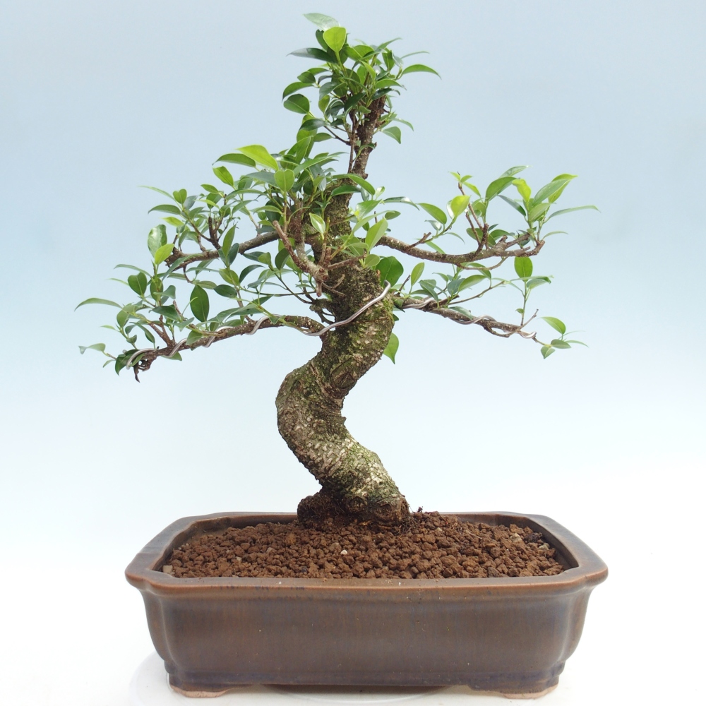 Room bonsai - Ficus kimmen - small-leaved ficus