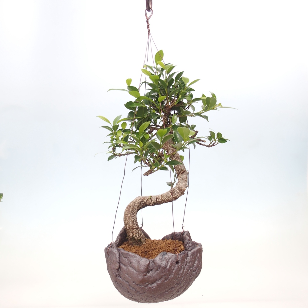 Kokedama in ceramics - small-leaved ficus - Ficus kimmen
