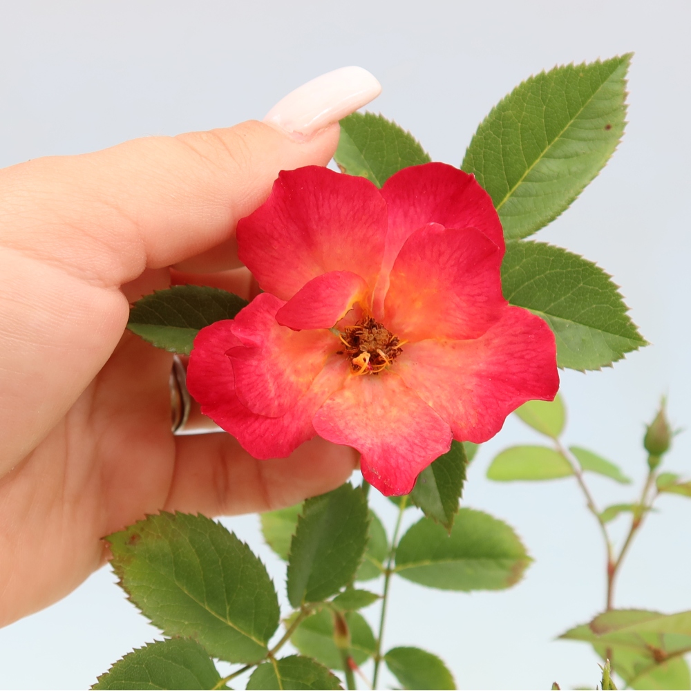 Outdoor Bonsai - Rosa Kordes - Rose