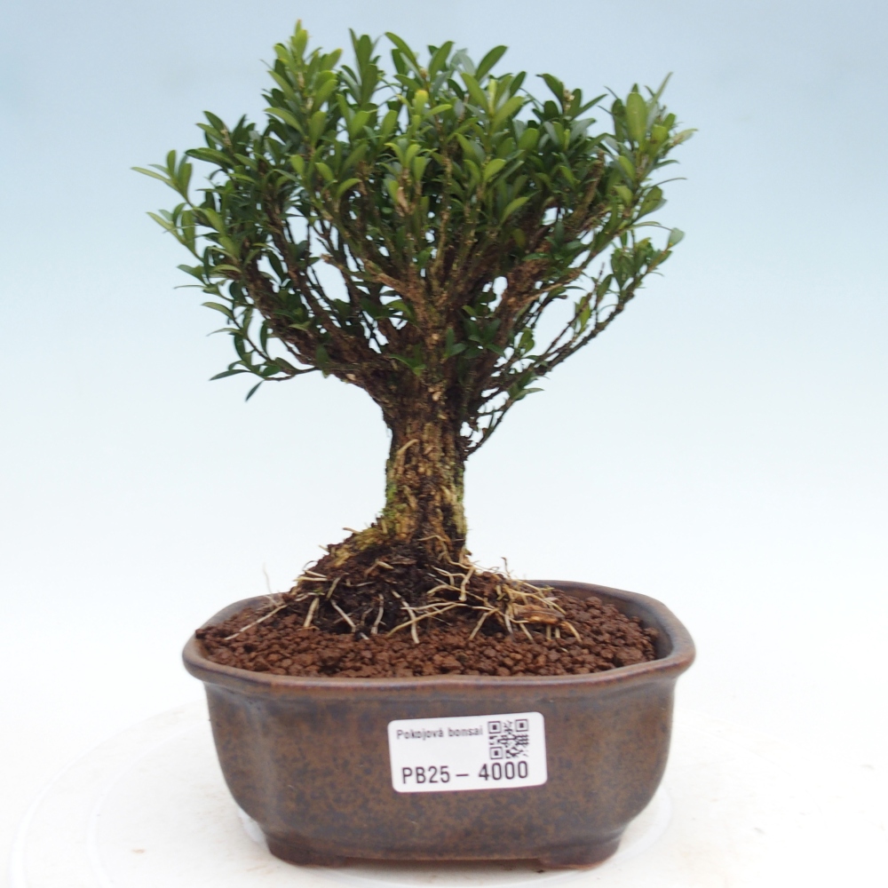 Room bonsai - Buxus harlandii - cork buxus