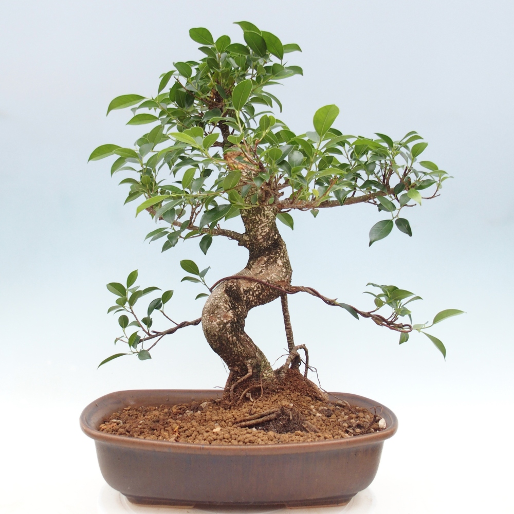 Room bonsai - Ficus retusa - small-leaved ficus
