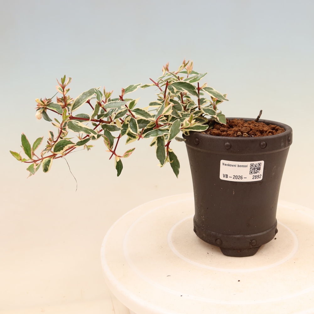 Outdoor Bonsai - Abelia gr. Confetti - Large-flowered Abelia