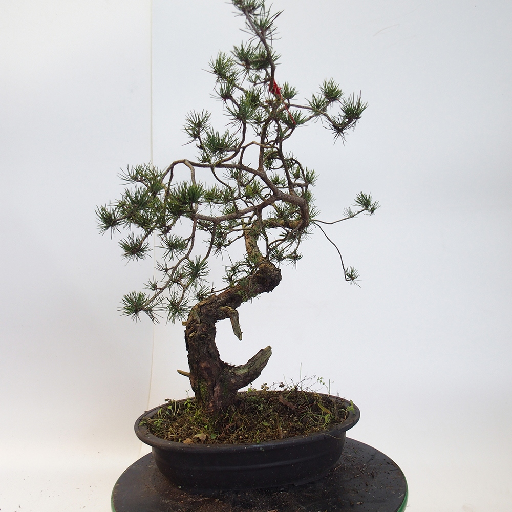 Yamadori - Pinus sylvestris Spain