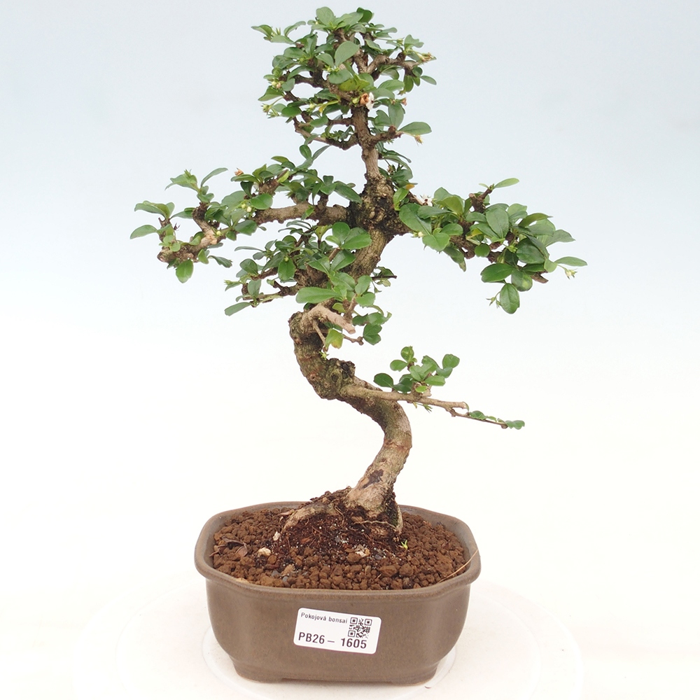 Room bonsai - Carmona macrophylla - Tea fuki
