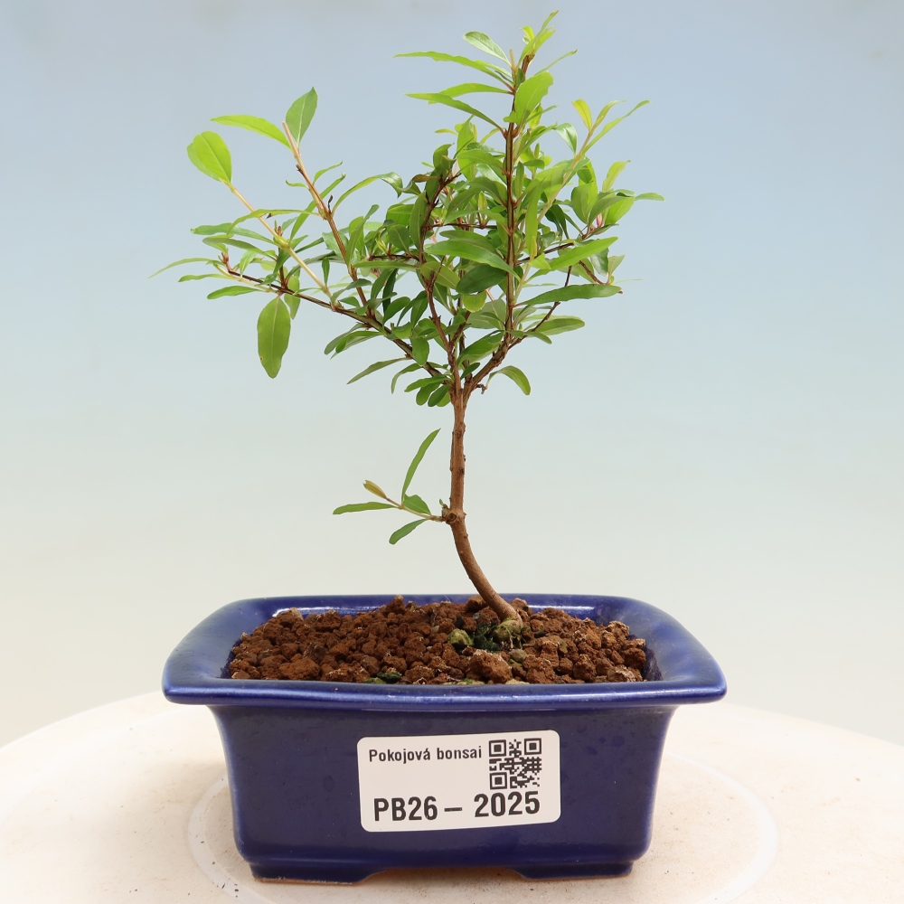 Room bonsai-PUNICA granatum nana-Granate apple