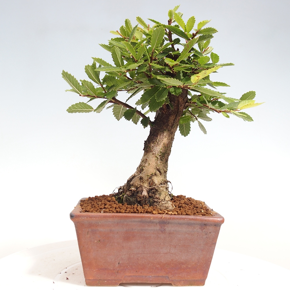 Outdoor bonsai - Zelkova - Zelkova NIRE