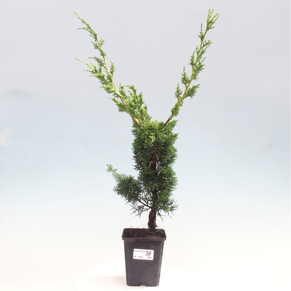Outdoor bonsai - Juniperus chinensis Kishu