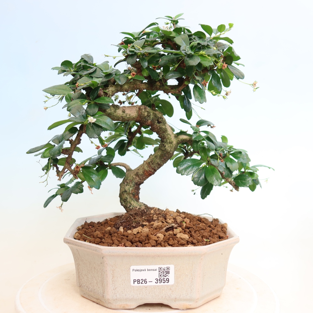Room bonsai - Carmona macrophylla - Tea fuki