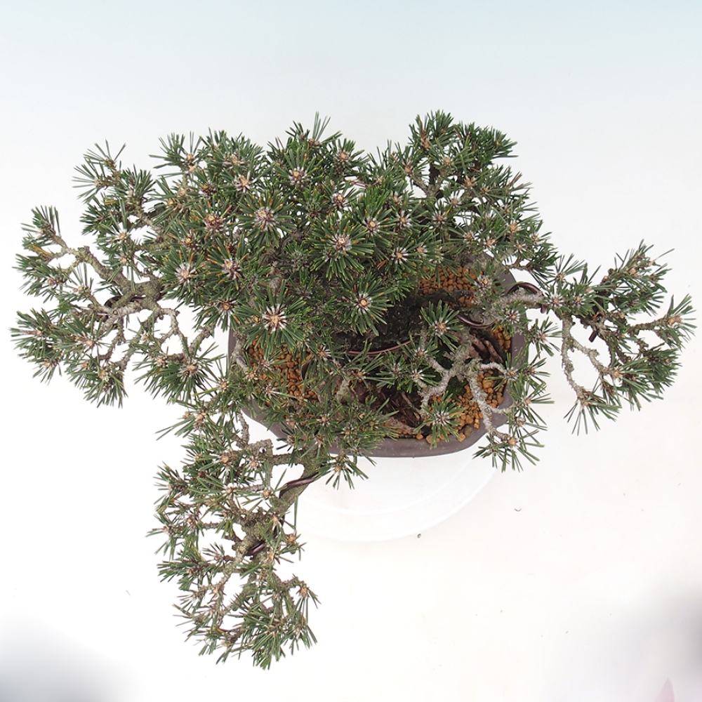 Outdoor bonsai - Pinus thunbergii Kotobuki - Thunberg pine