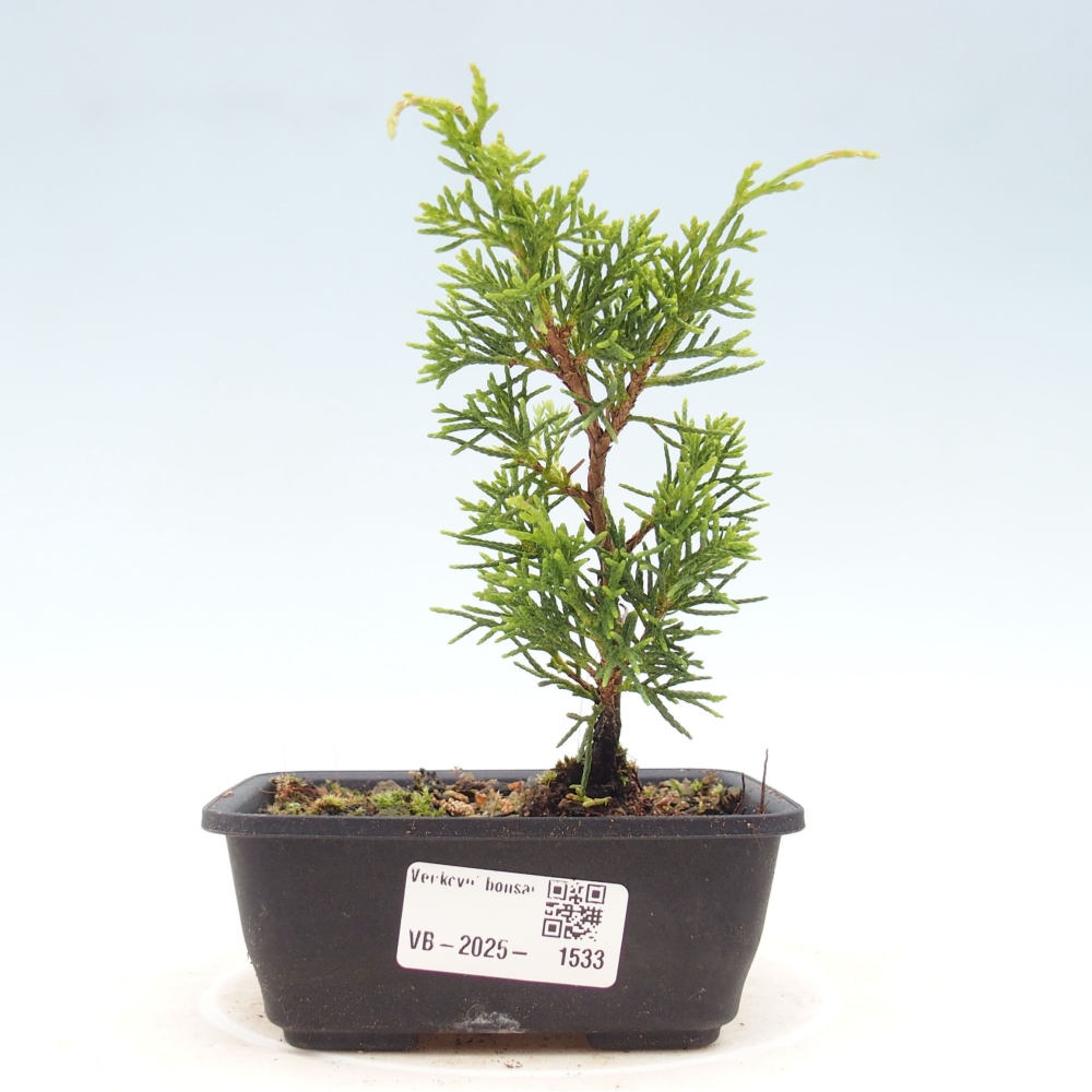 Outdoor bonsai - Juniperus chinensis Itoigawa - Chinese juniper