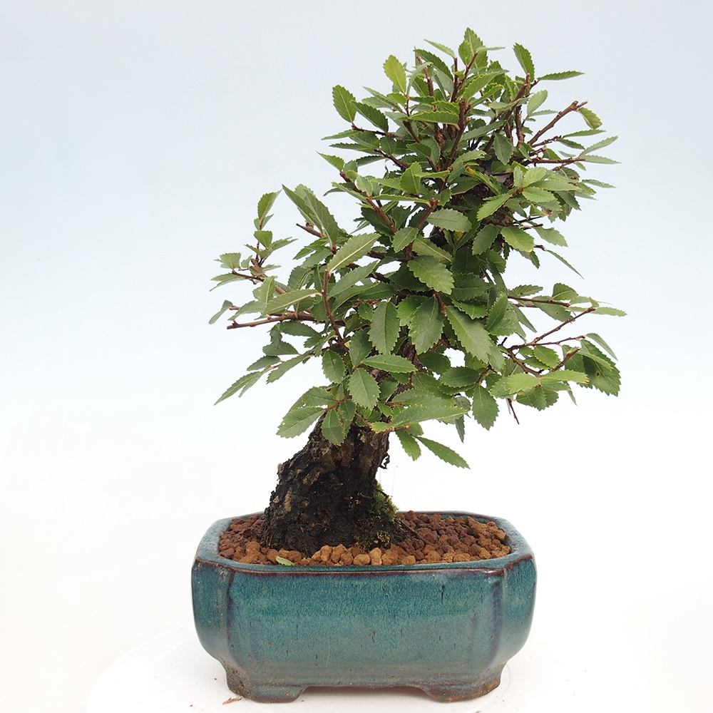 Outdoor bonsai - Zelkova - Zelkova NIRE