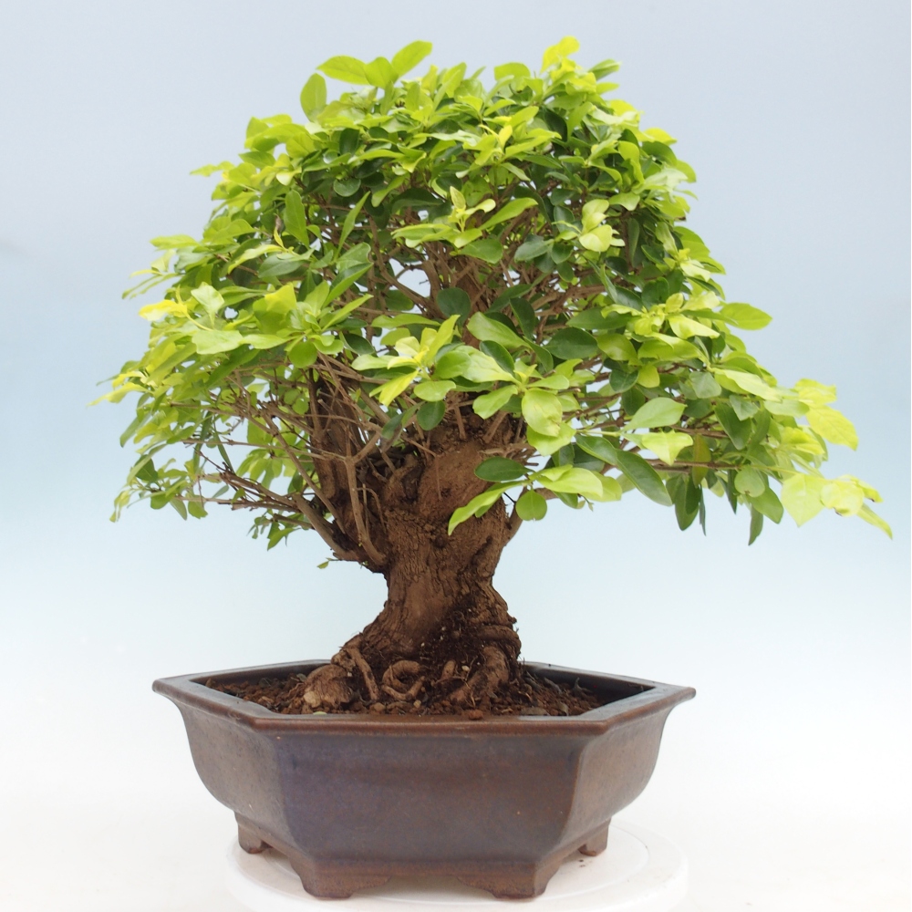 Room bonsai - Duranta erecta Aurea - PERSONAL COLLECTION ONLY or pallet transport