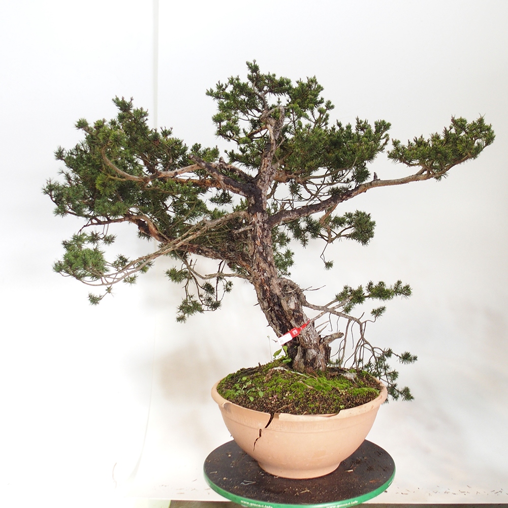 Yamadori - Pinus sylvestris Spain