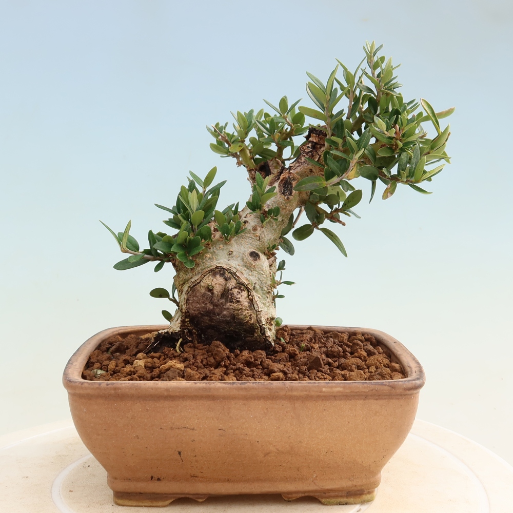 Indoor bonsai - Olea europaea sylvestris