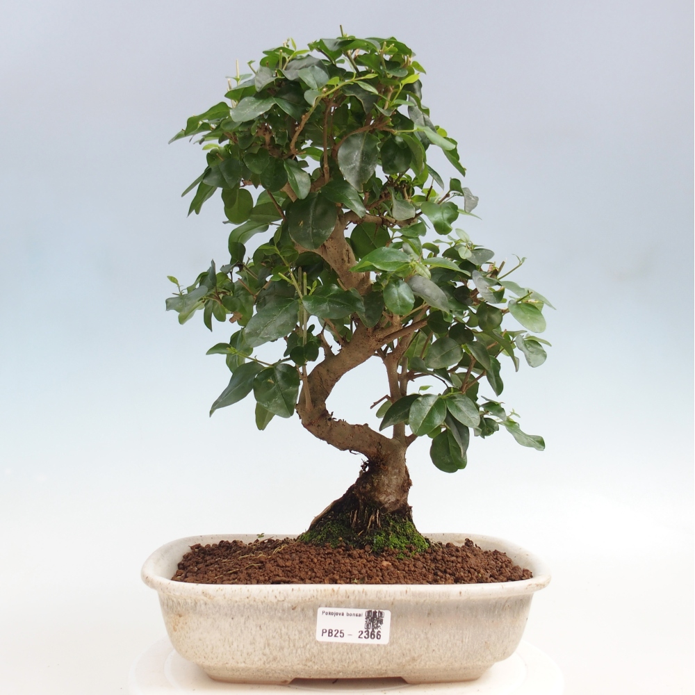 Room bonsai -Ligustrum chinensis - privet