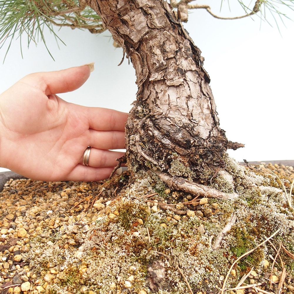 Outdoor bonsai - Pinus thunbergii - Thunberg pine