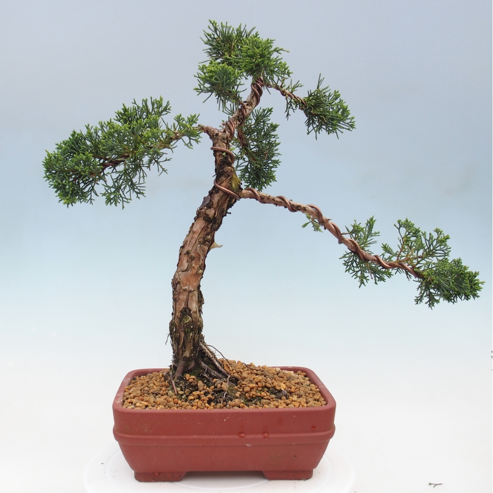 Outdoor bonsai - Juniperus chinensis Kishu