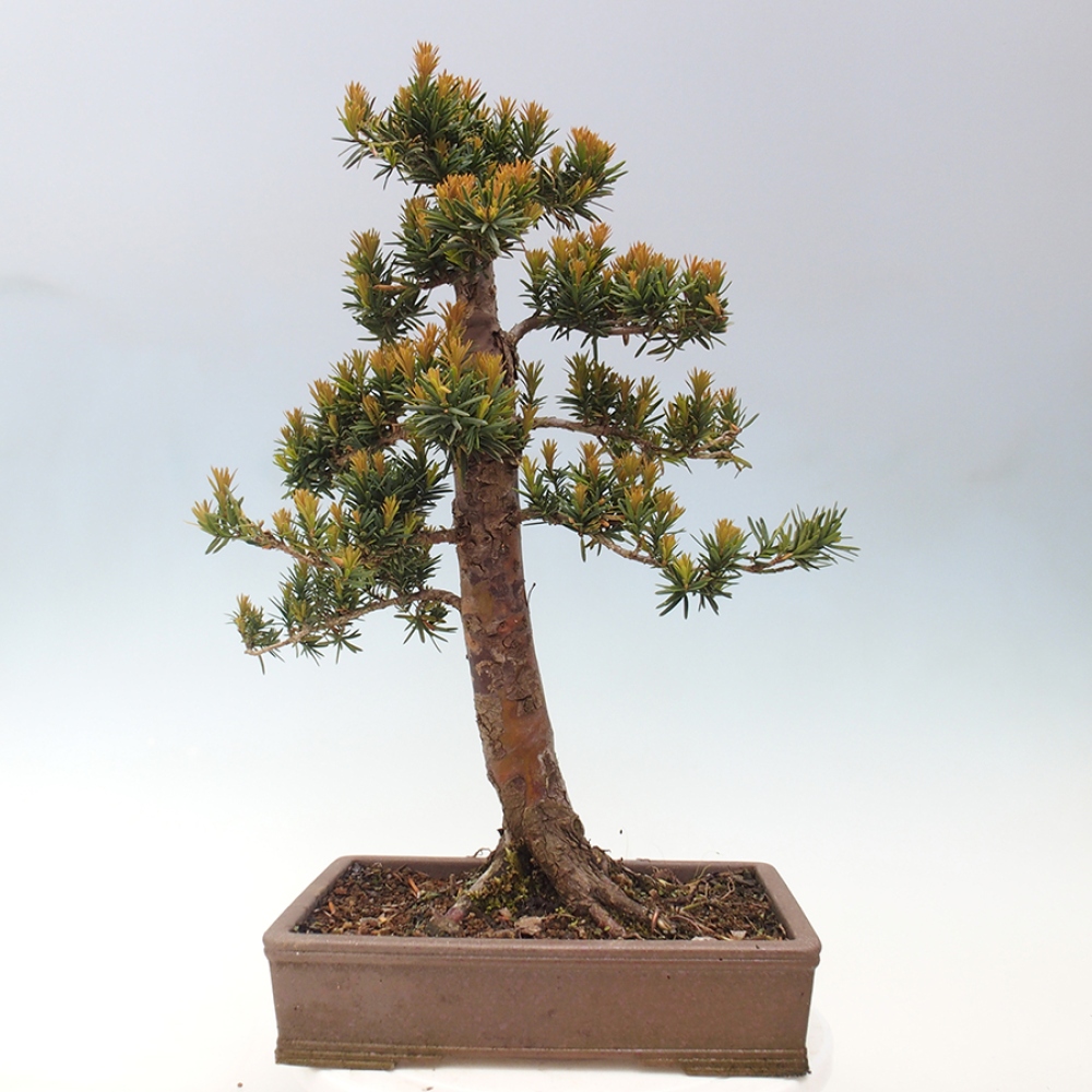 Outdoor bonsai - Taxus cuspidata - Japanese yew