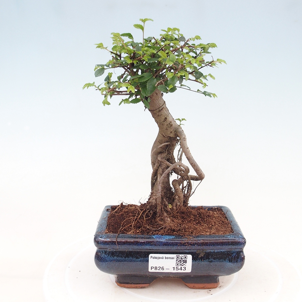 Room bonsai - Ulmus parvifolia - Small-leaved elm