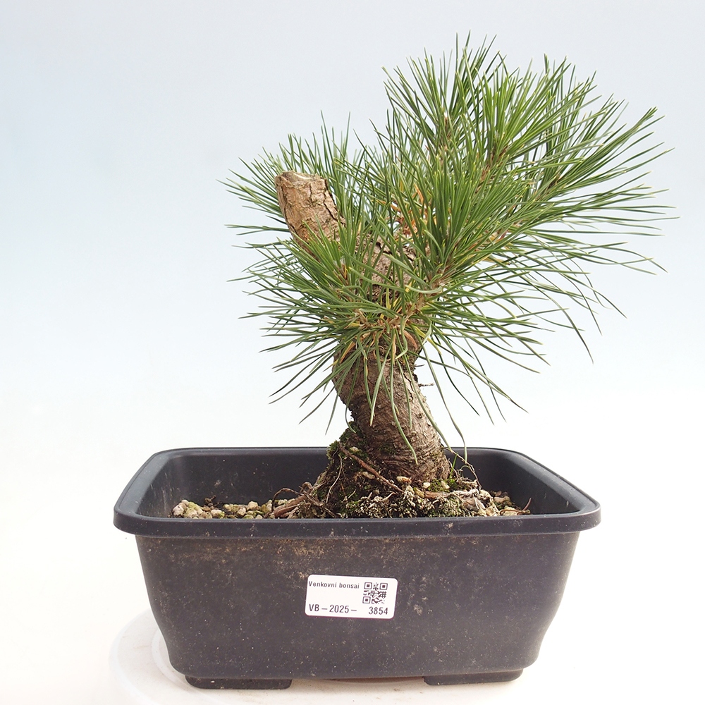 Outdoor bonsai - Pinus thunbergii - Thunberg pine
