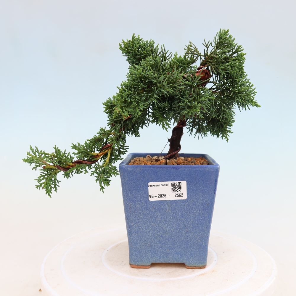 Outdoor bonsai - Juniperus chinensis Kishu