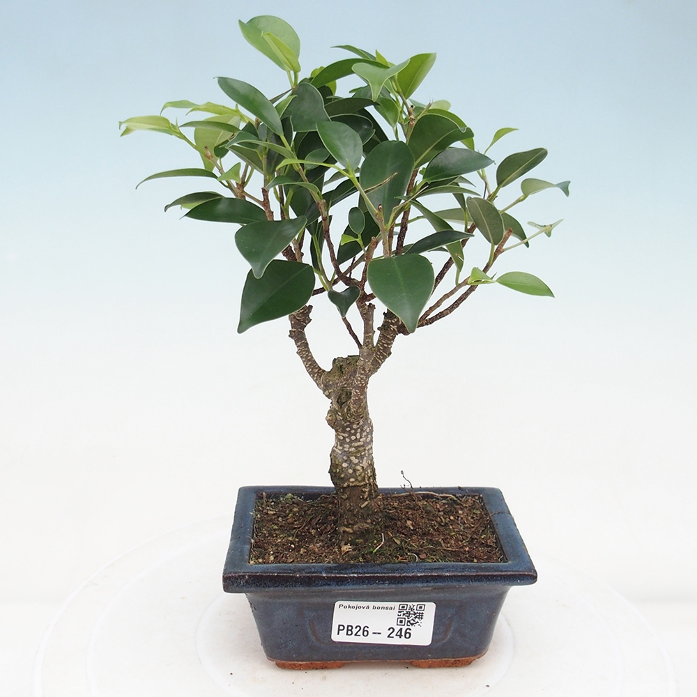 Room bonsai Ficus retusa kimmen