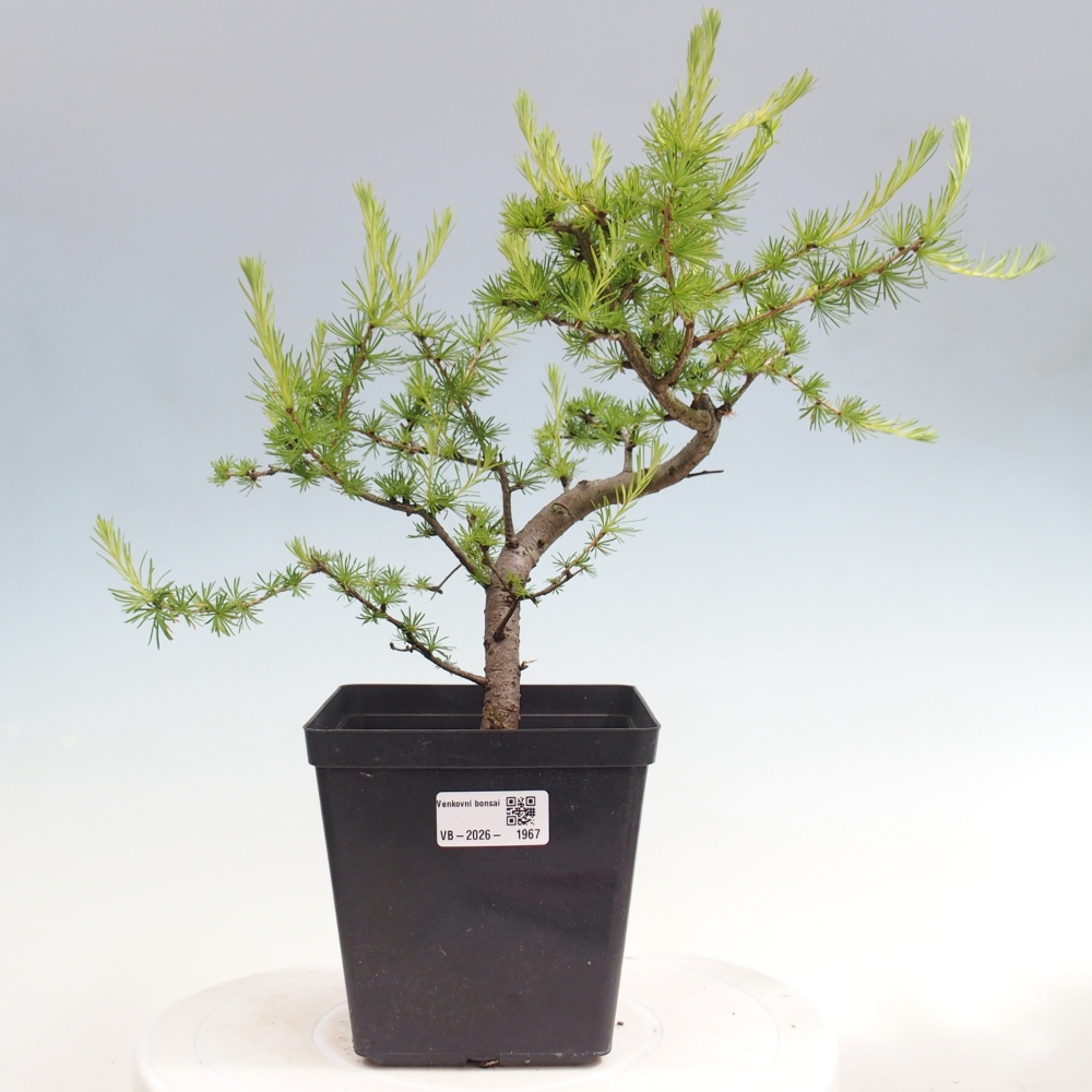 Outdoor bonsai -Larix decidua - Larch
