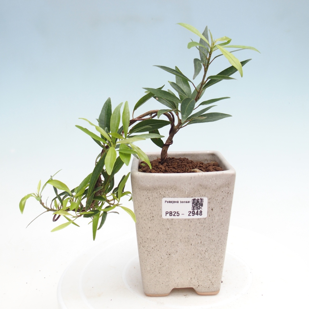 Indoor bonsai - Ficus nerifolia - small-leaved ficus
