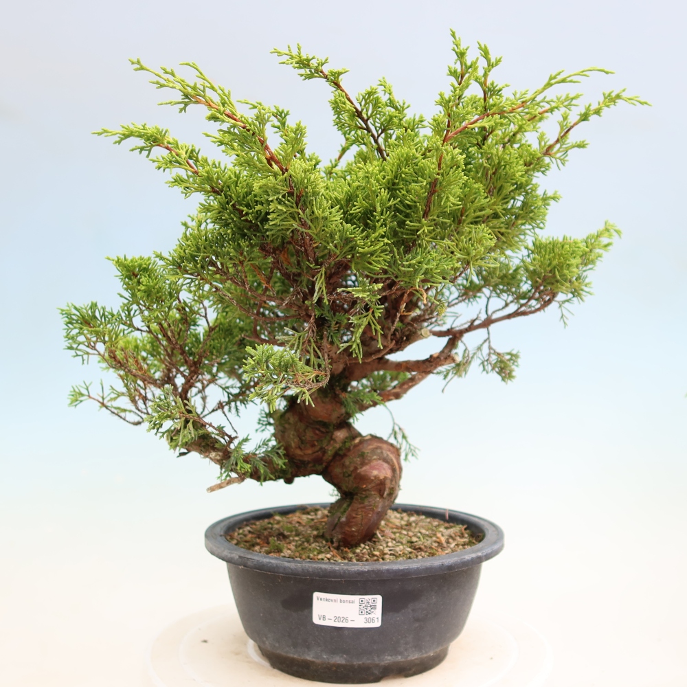 Outdoor Bonsai - Juniperus chinensis Itoigawa - Chinese Juniper