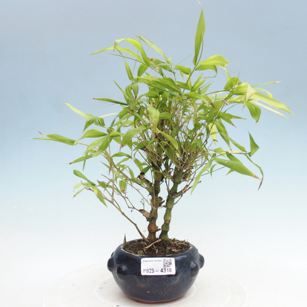 Room bonsai - Bamboo budha-Bamboo budha belly