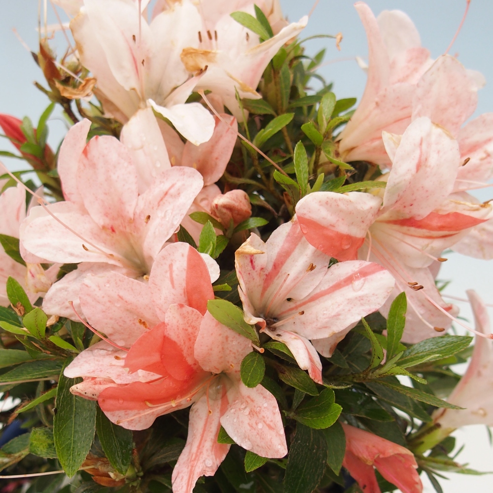Outdoor bonsai - Japanese azalea - Azalea Nikko