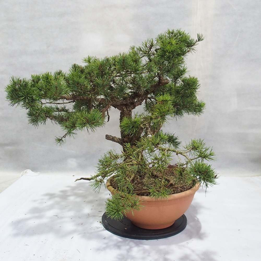 Yamadori - Pinus sylvestris 