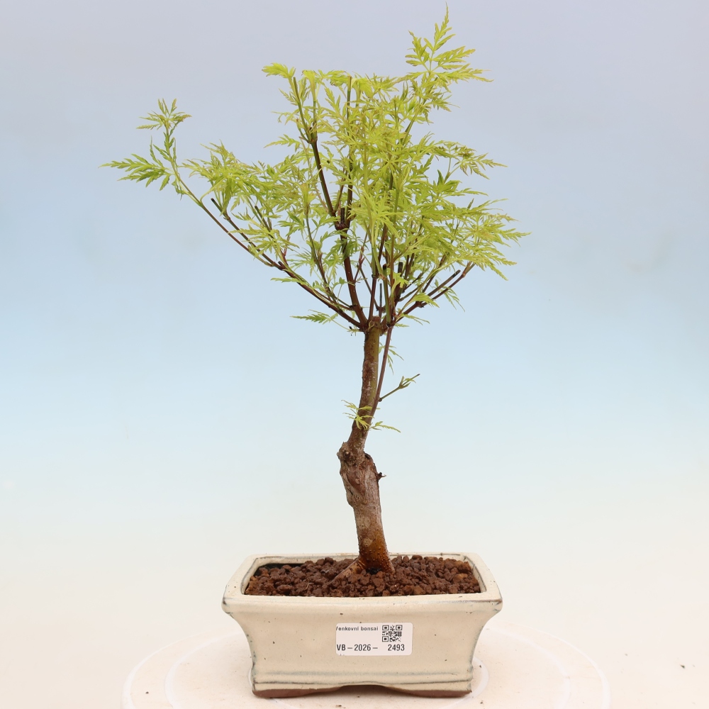 Outdoor Bonsai - Acer palmatum Dissectum - Japanese Maple 