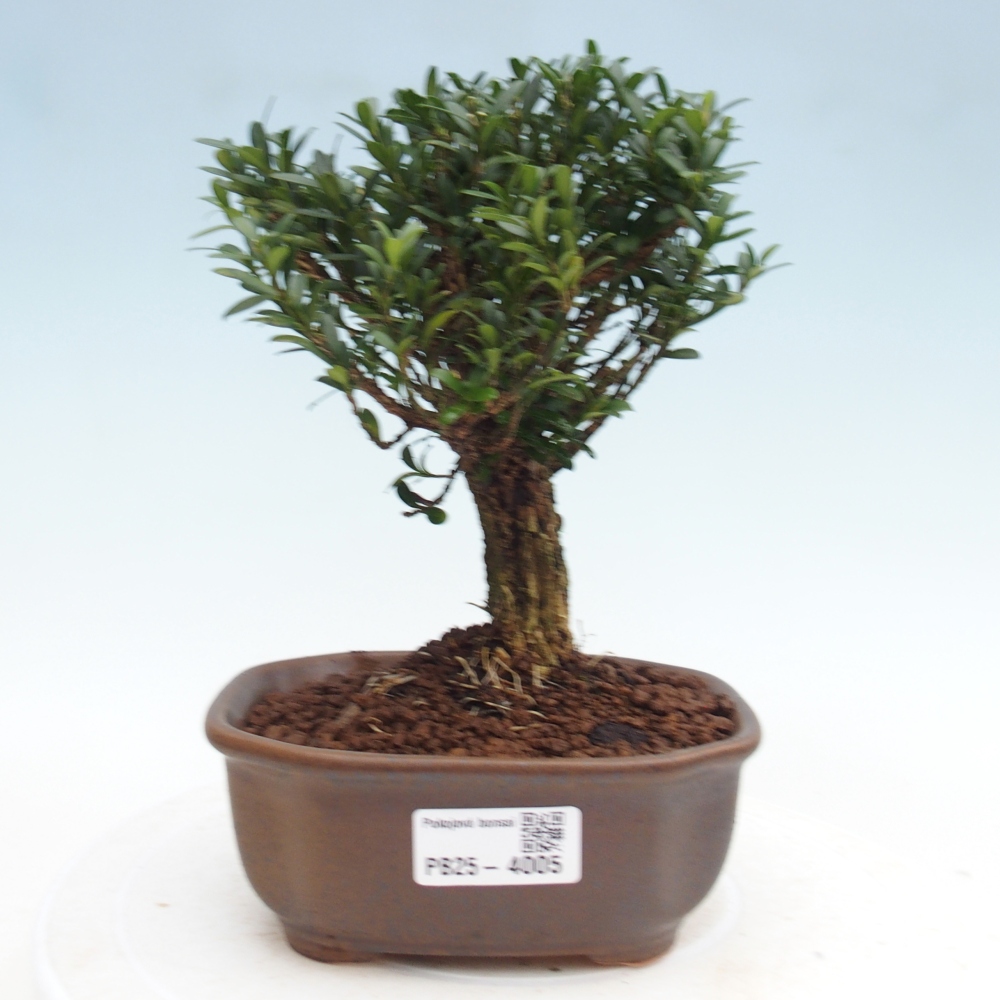 Room bonsai - Buxus harlandii - cork buxus