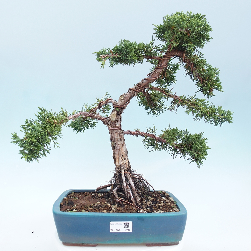 Outdoor bonsai - Juniperus chinensis Kishu - Chinese juniper