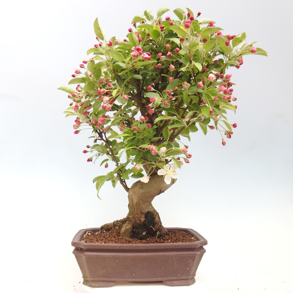 Outdoor bonsai -Malus halliana - Small-fruited apple tree