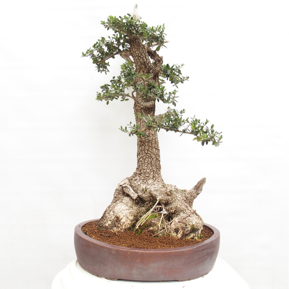 Indoor bonsai - Olea europaea sylvestris - European small-leaved olive oil