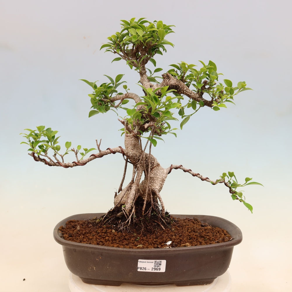 Room bonsai - Ficus kimmen - small-leaved ficus
