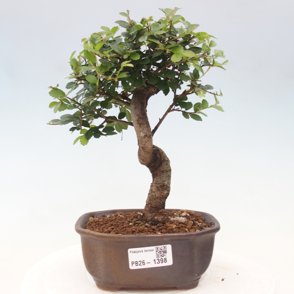 Room bonsai - Ulmus parvifolia - Small-leaved elm