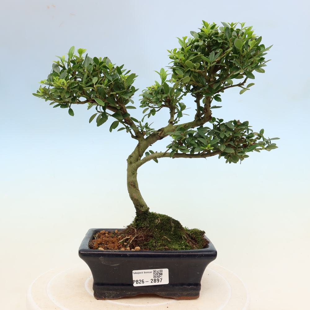 Room bonsai - Ilex crenata - Holly