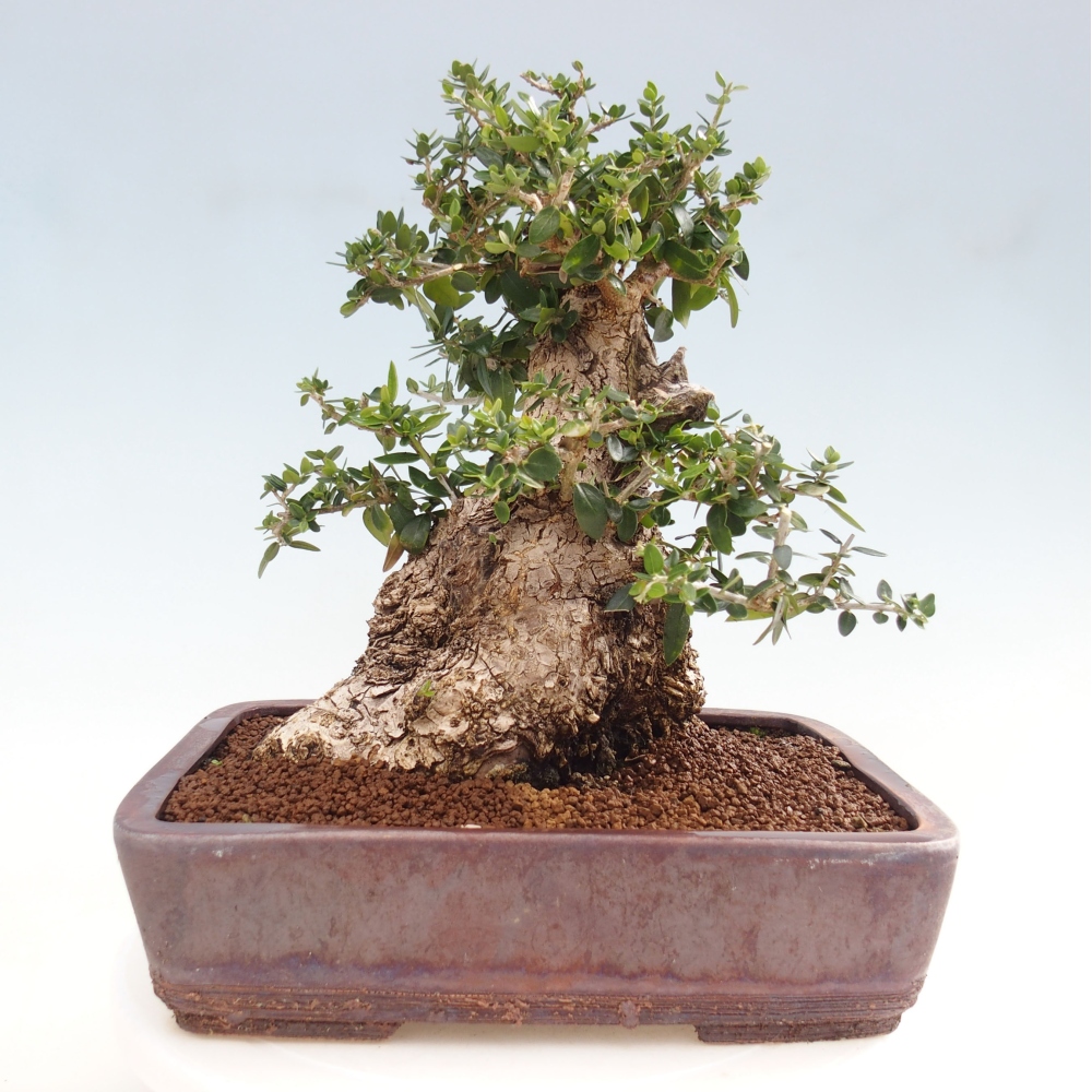 Indoor bonsai - Olea europaea sylvestris - European small-leaved olive oil