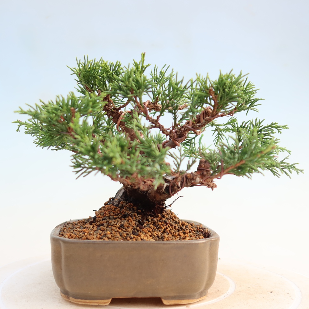 Outdoor bonsai - Juniperus chinensis Itoigawa - Chinese juniper