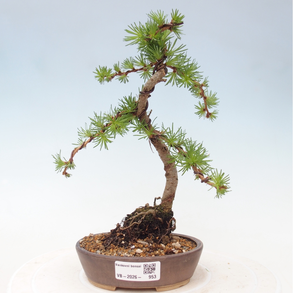 Outdoor bonsai - Larix Kaempferi - Japanese Larch
