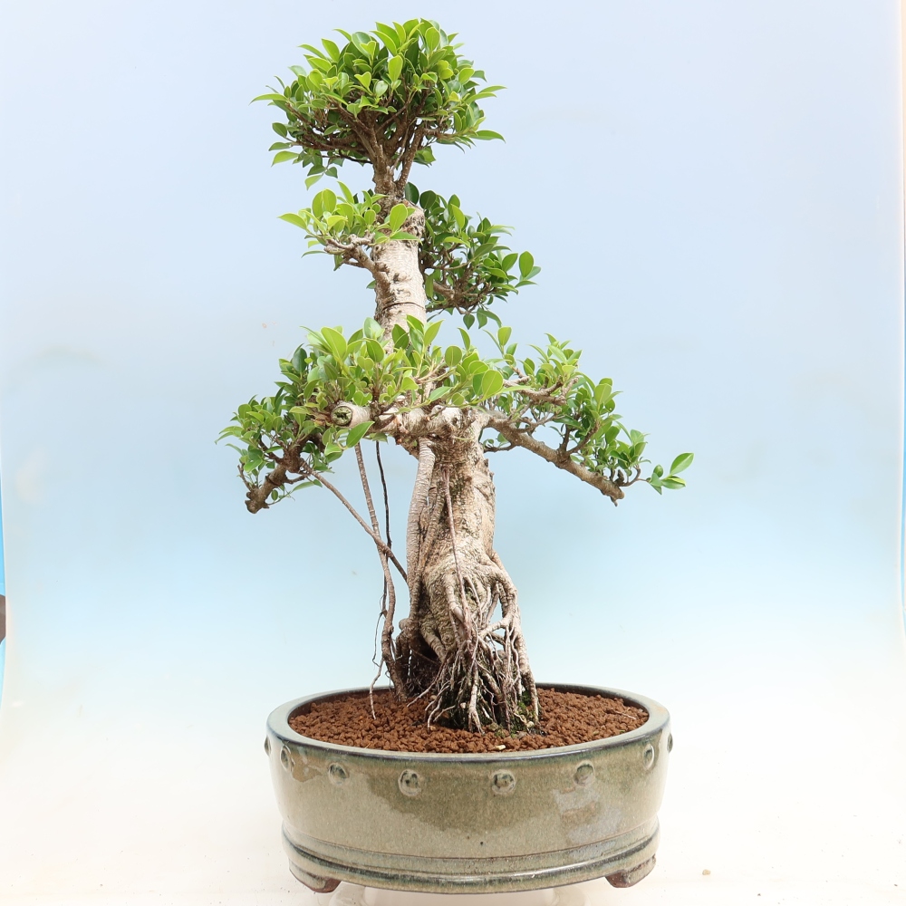 Room bonsai - Ficus kimmen - small-leaved ficus