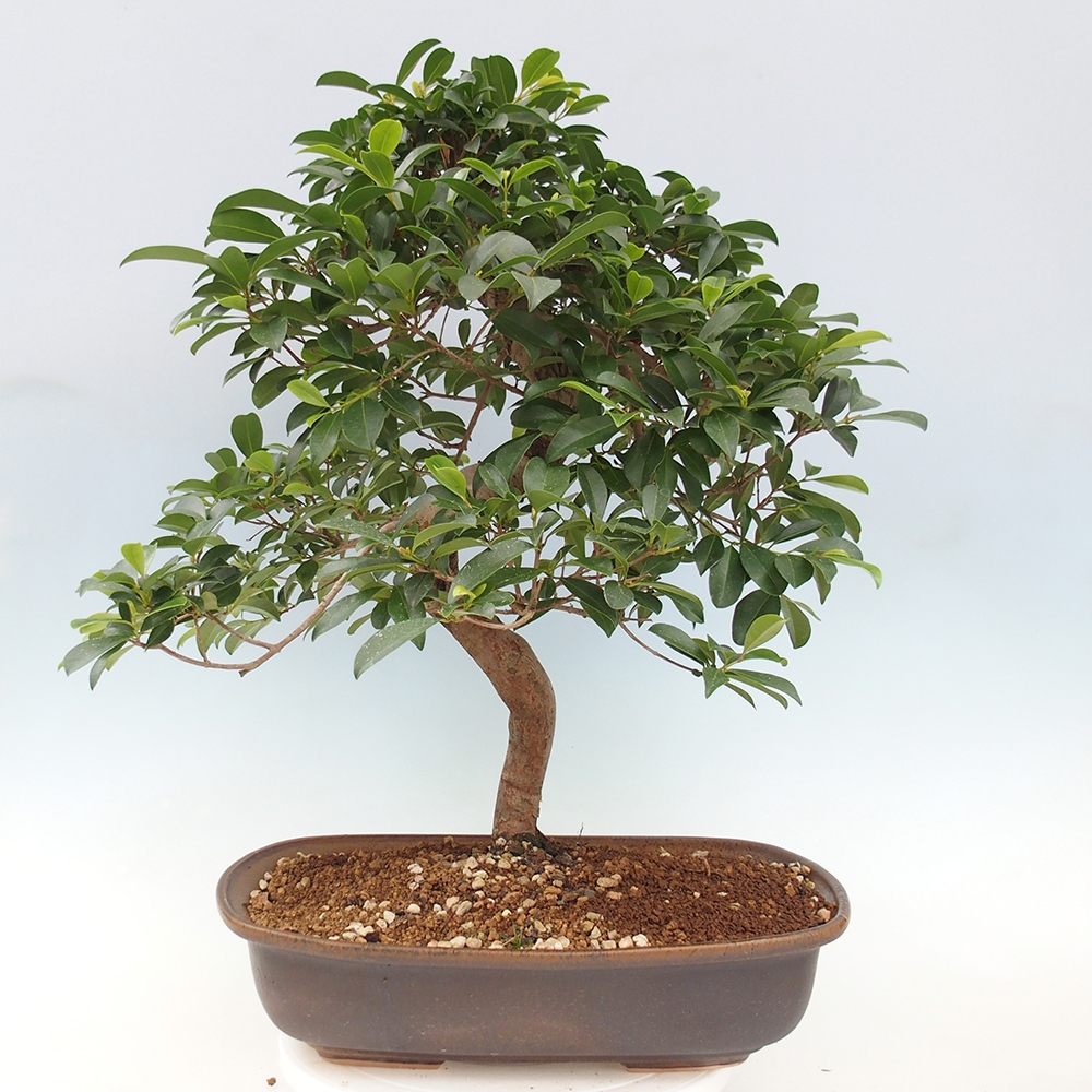 Room bonsai - Australian cherry - Eugenia uniflora - PERSONAL COLLECTION ONLY or pallet transport