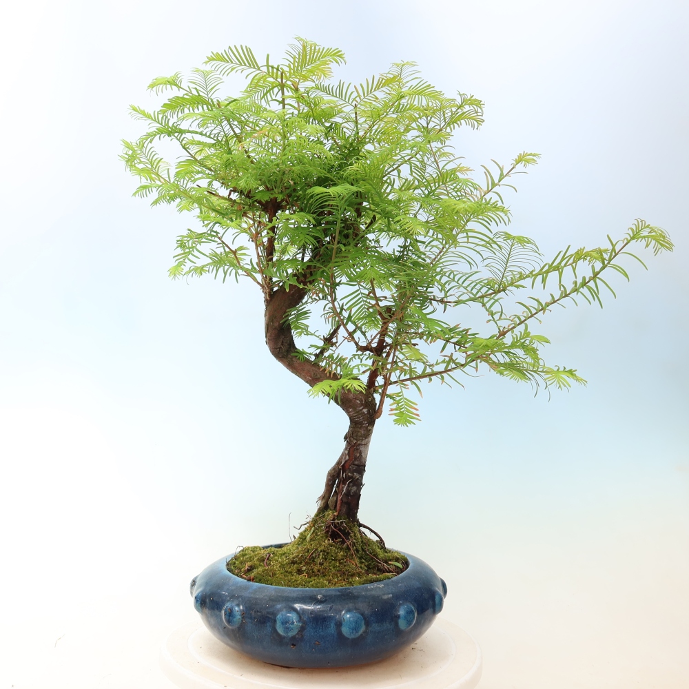 Outdoor bonsai - Metasequoia glyptostroboides - Chinese Metasequoia