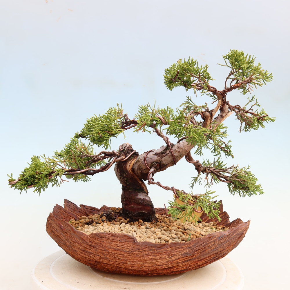 Outdoor Bonsai - Juniperus chinensis Itoigawa - Chinese Juniper